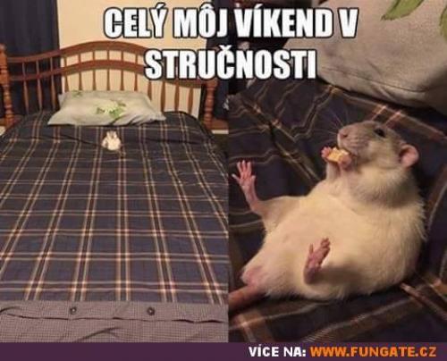 Stručnost