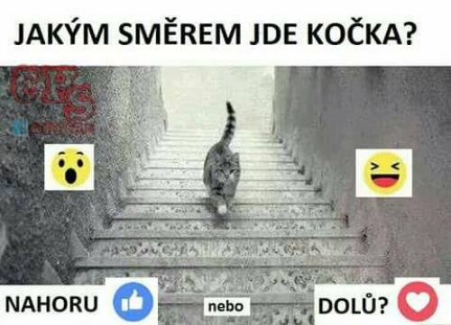  Kočka 