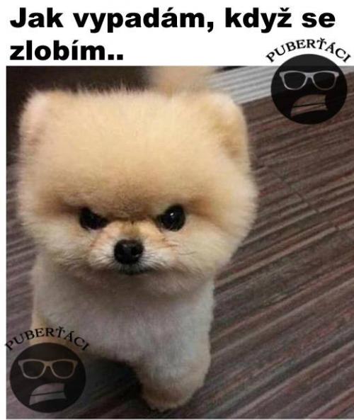 Zlobím