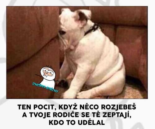  Rodiče 