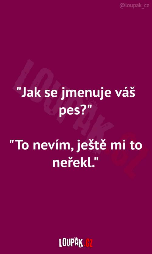  Neví, jak se jejich pes jmenuje 