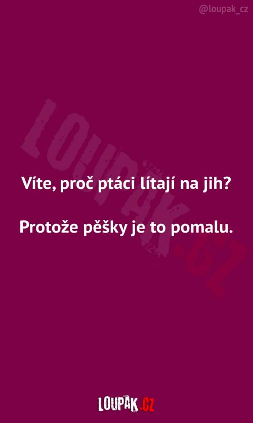  Proč létají ptáci na jih 