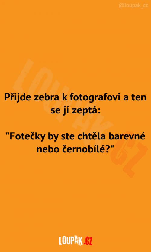  Když je zebra u fotografa 