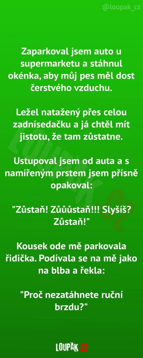Jak udržet psa v autě Jak udržet psa v autě
