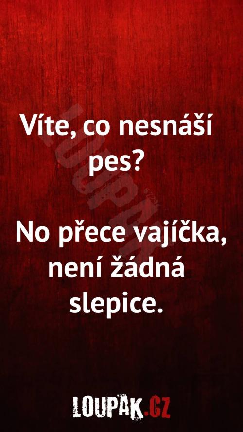  Co nesnáší vůbec pes... 