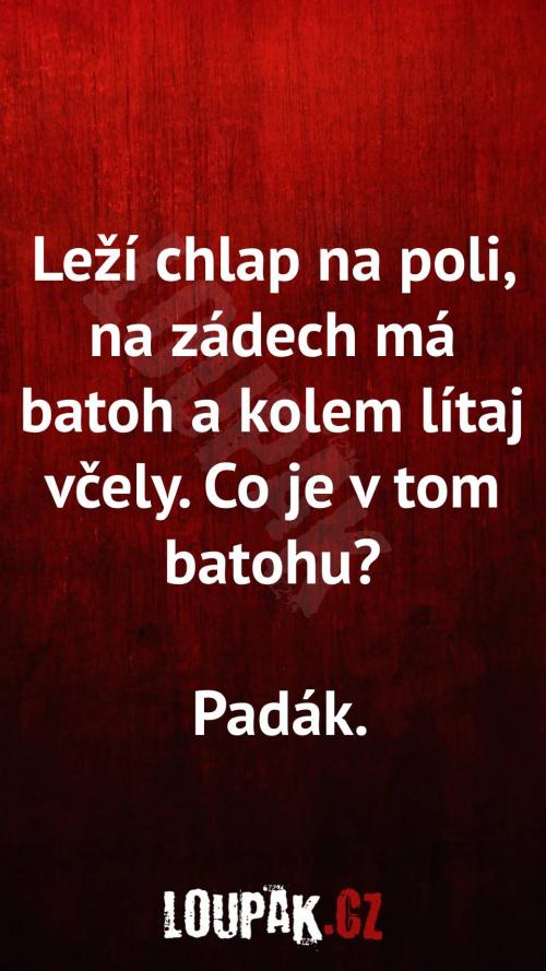  Proč kolem chlapa létají včely 