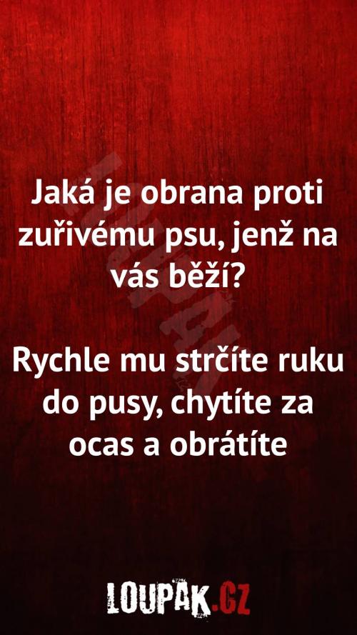  Jaká obrana je proti zuřivým psům 