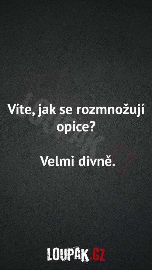  Jak se rozmnožují opice 