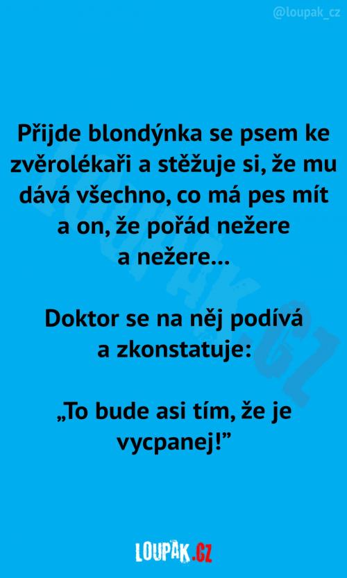  Blondýnka se psem u veterináře 