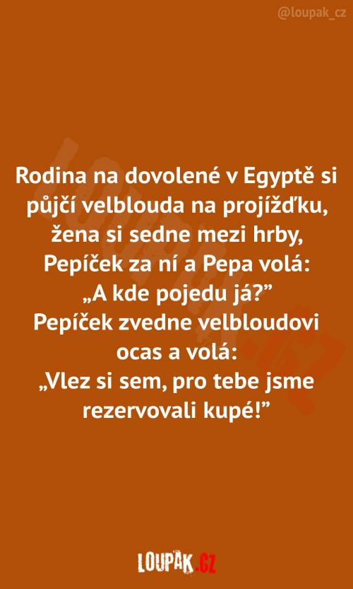 Vypůjčení velblouda na projížďku 