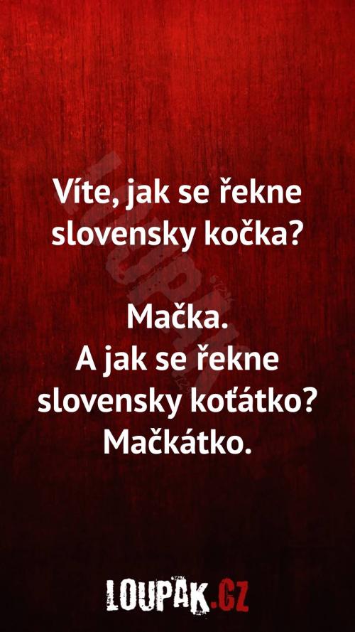  Jak se řekne slovensky kočka 