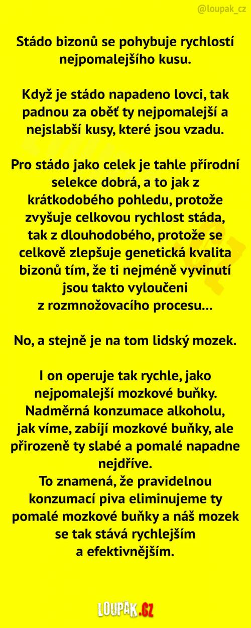  O stádu bizonů (a alkoholu) 