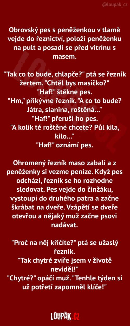 Ten pes zase tak chytrý není
