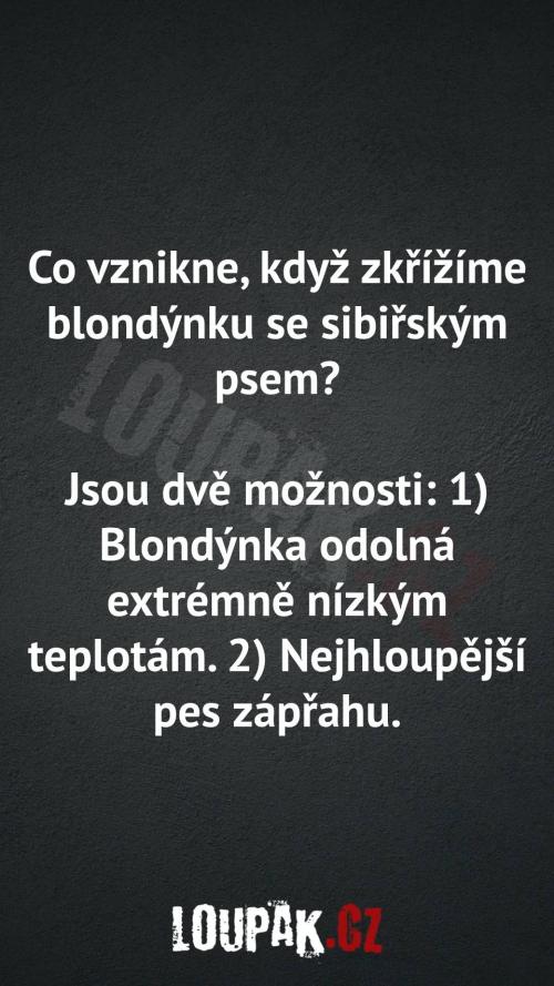 Co vznikne zkřížením blondýnky se sibiřským psem
