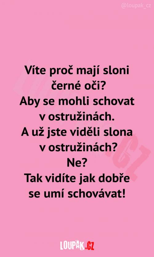  Proč mají sloni černé oči? 