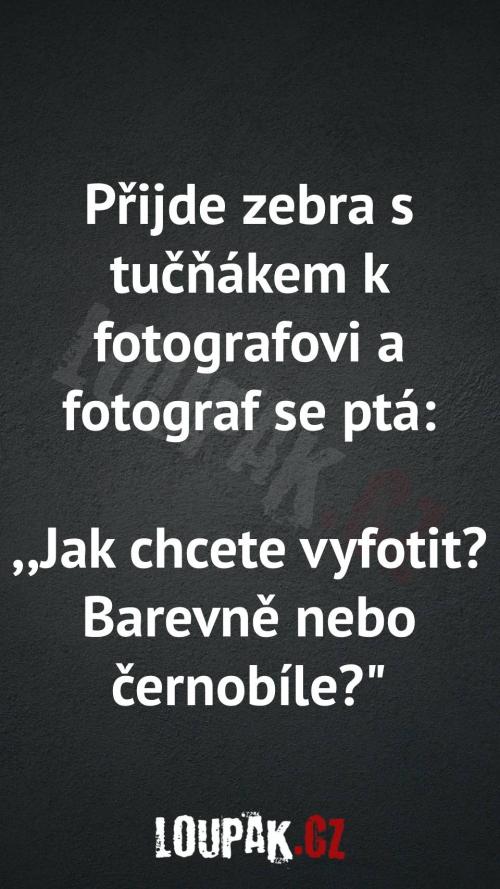 Proč zebra a tučňák chtějí fotku Proč zebra a tučňák chtějí fotku