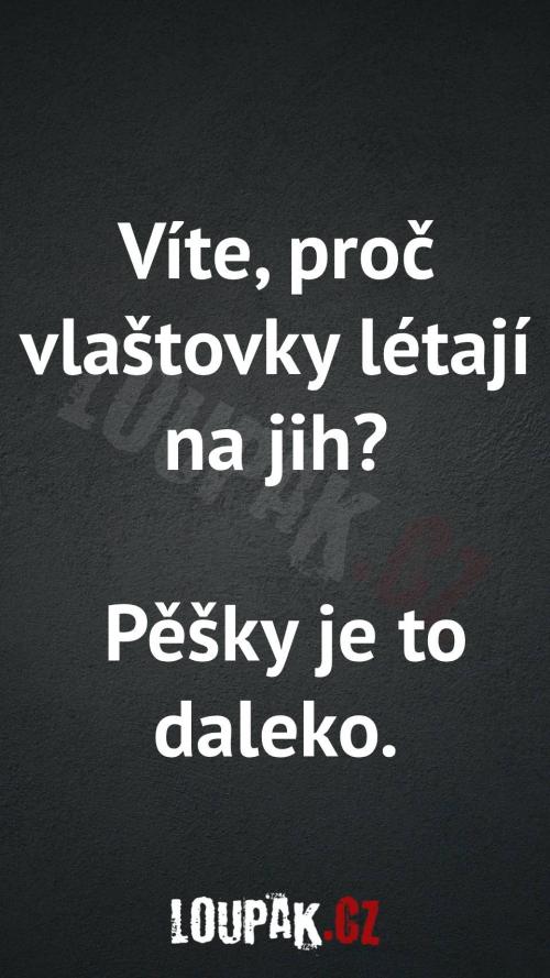 Proč vlaštovky létají na jih?