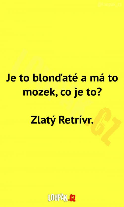 Je to blonďaté a má to mozek