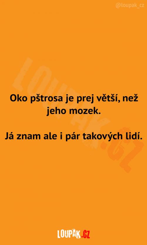 Oko pštrosa vs. mozek