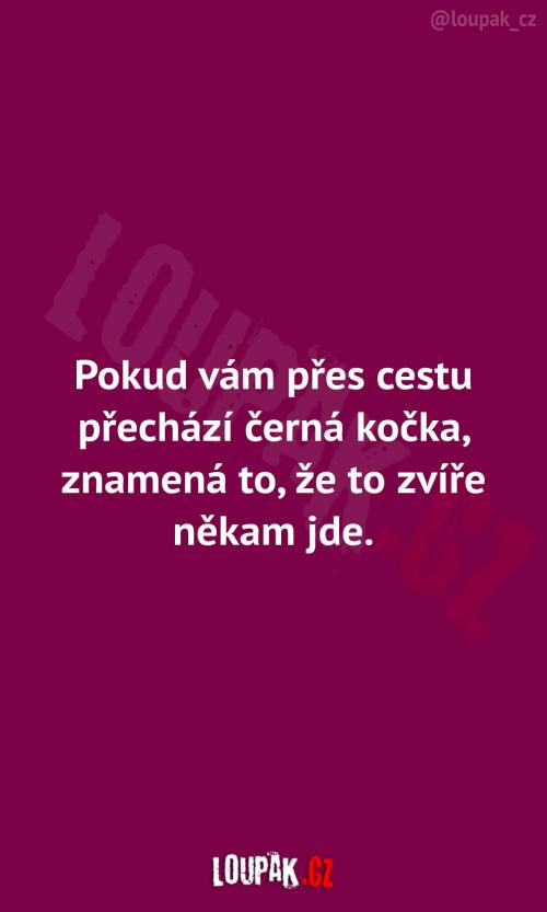  Pokud vám přes cestu přejde černá kočka 