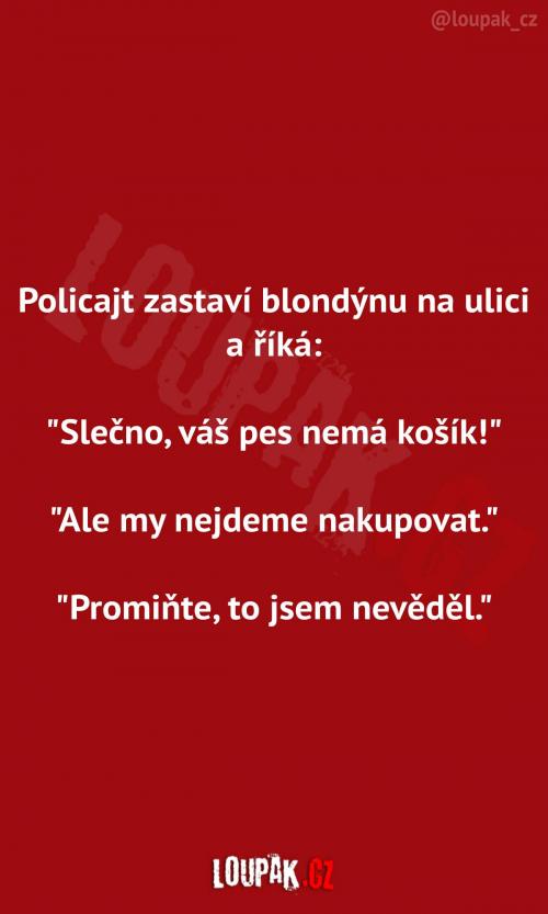  Pes bez košíku na ulici  