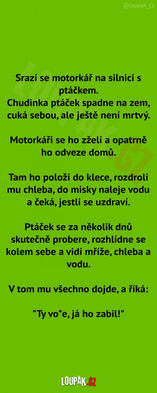  Srážka motorkáře a ptáčka  