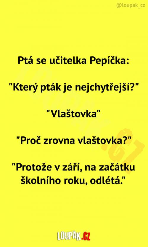  Který pták je nejchytřejší 