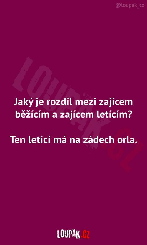 Zajíc běžící a zajíc letící