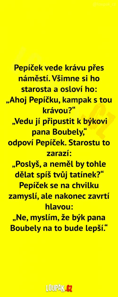 Pepíček s krávou na náměstí 