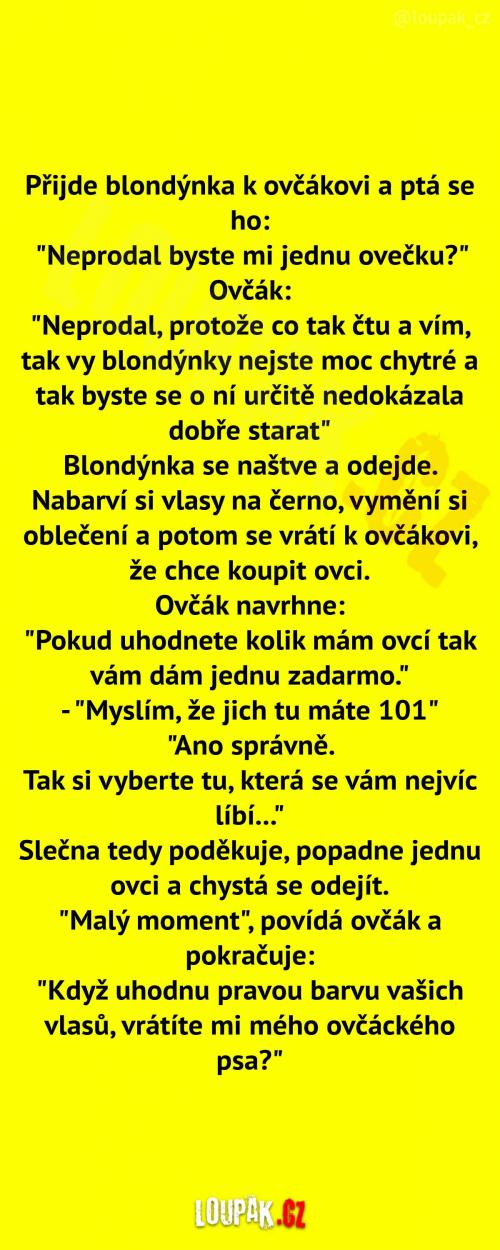 Blondýnka u ovčáka  