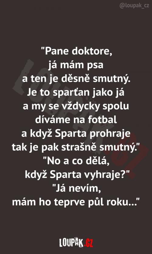  Jak rozveselit smutného psa? 