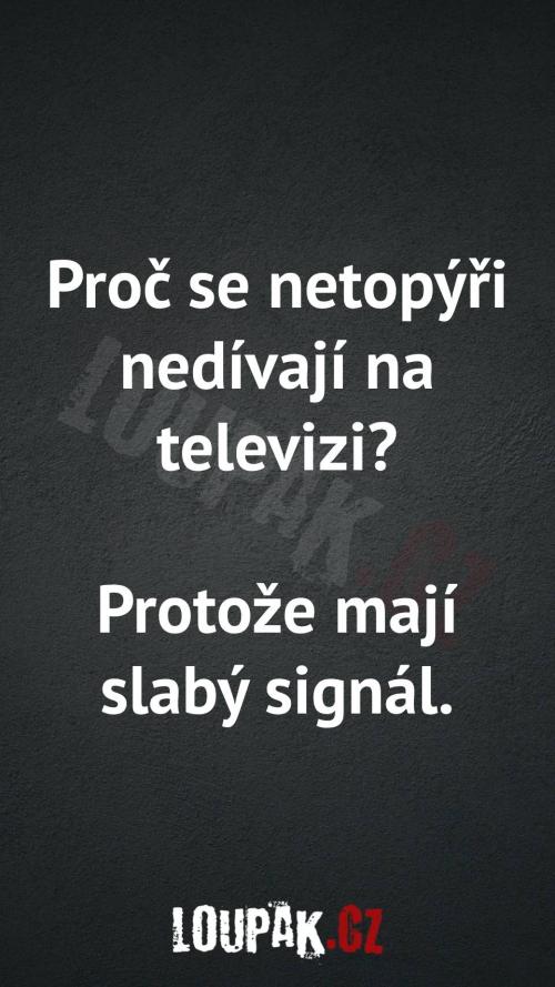  Proč se netopýři nedívají na televizi 