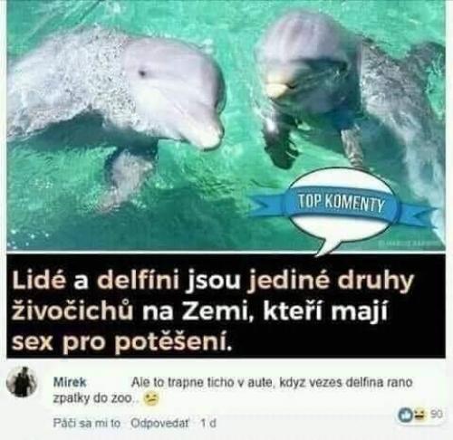  Pravda o delfínech 