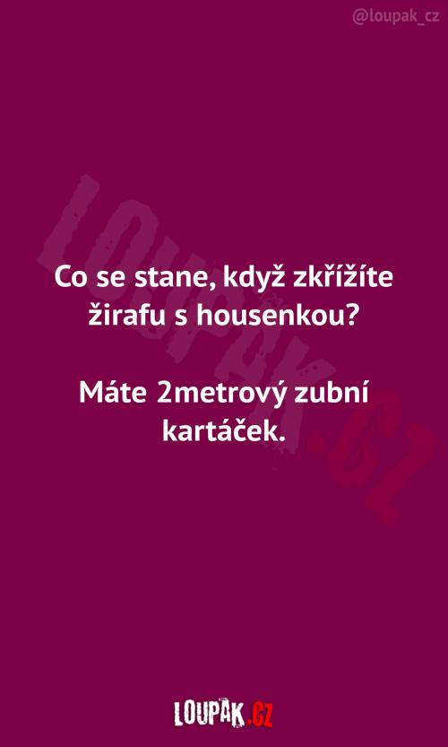 Když zkřížíte žirafu s housenkou