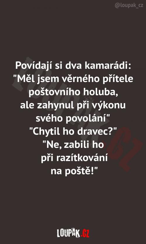  Chudák holub měl smutný osud 