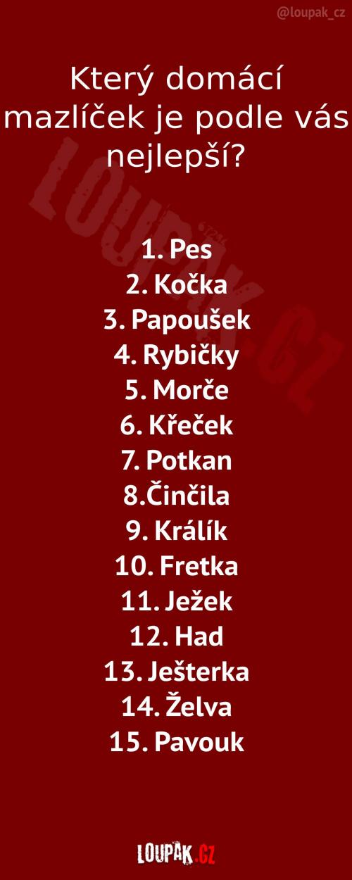  Nejlepší domácí mazlíček 