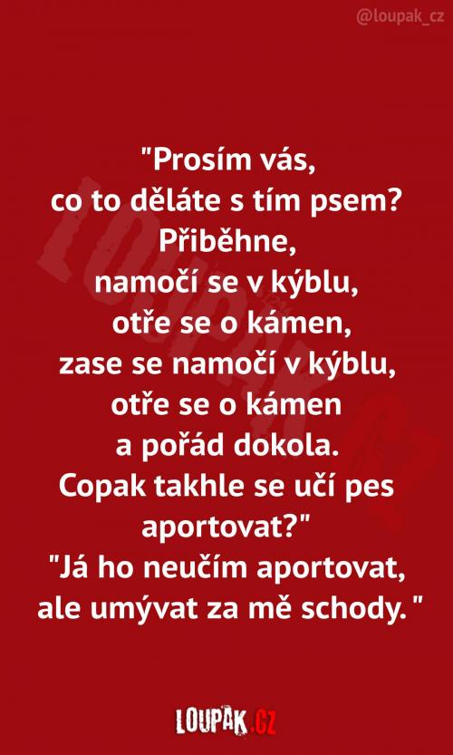  Každý pes potřebuje disciplínu 