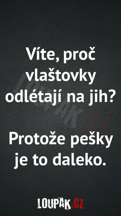 Proč vlaštovky odléta