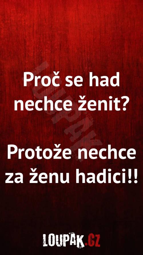  Proč se had nechce ženit? 
