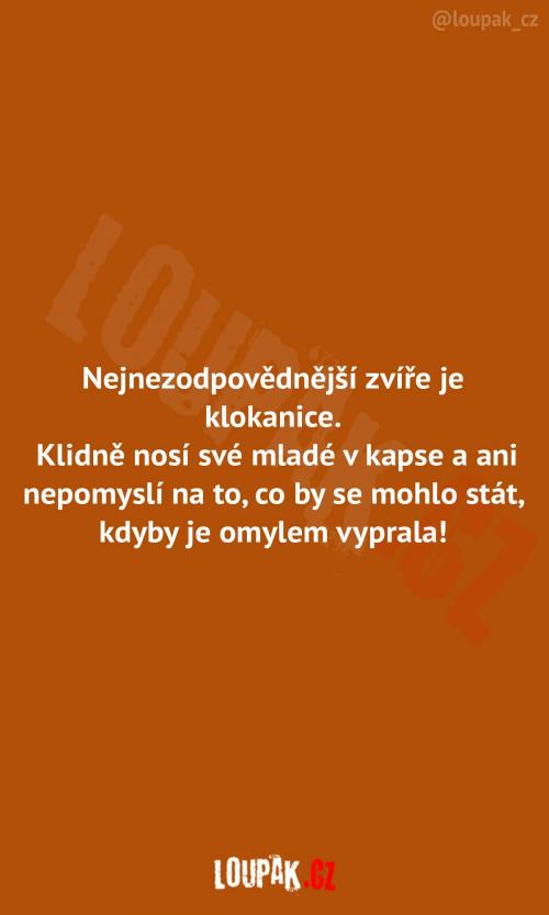 Nejnezodpovědnější klokanice