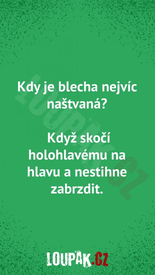  Kdy je blecha nejvíc naštvaná 