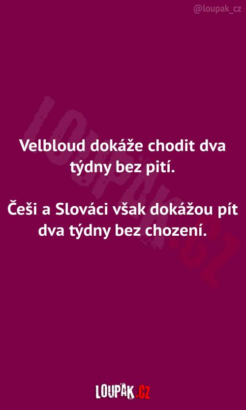  Velbloud vs. Češi a Slováci 