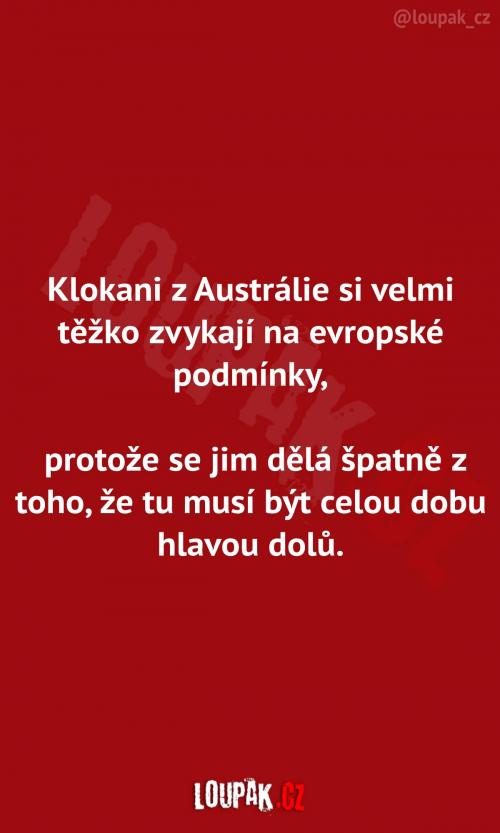  Klokani z Austrálie  