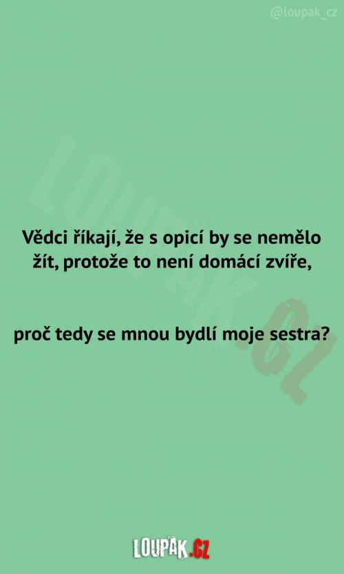  Opice v mé domácnosti 