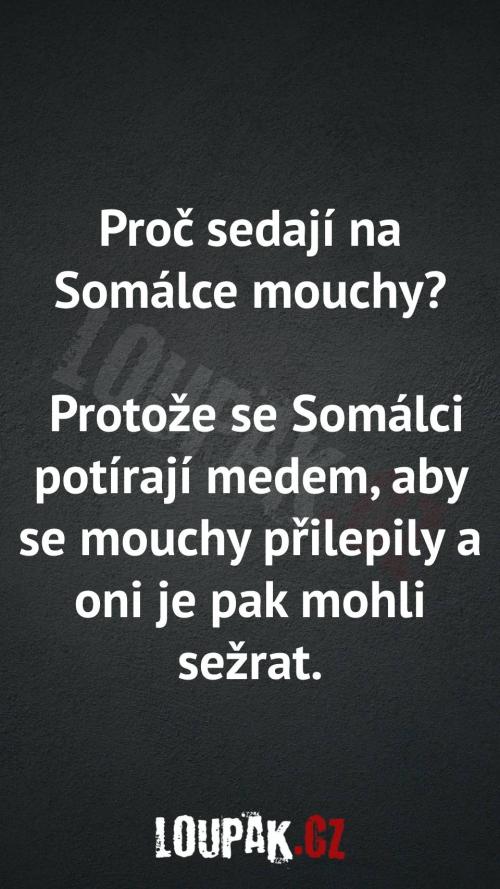  Proč sedají na Somálce mouchy 