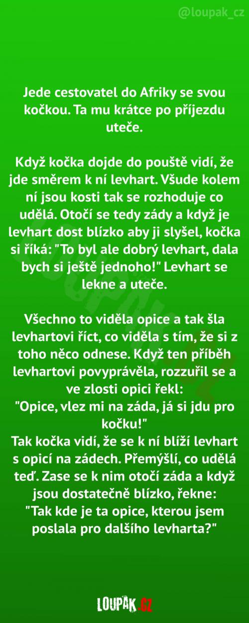  Vychytralá kočka v Africe 