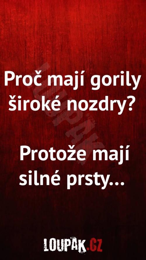 Proč mají gorily široké nozdry