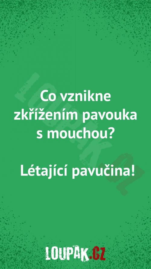  Co vznikne zkřížením pavouka s mouchou 