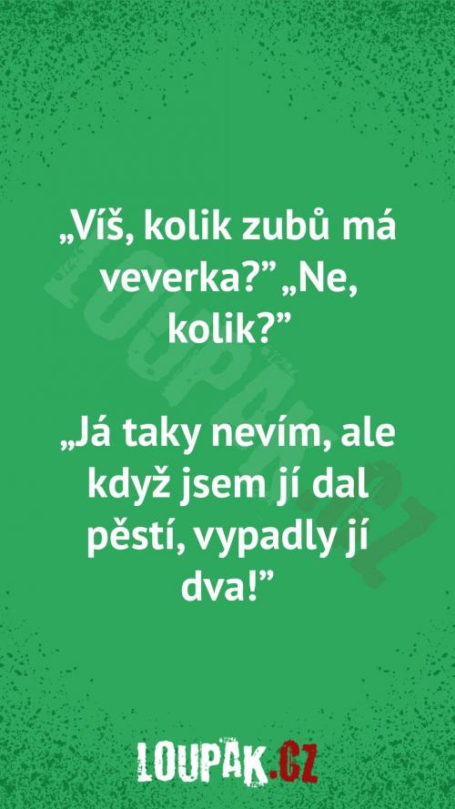 Kolik zubů má veverka