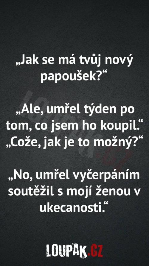  Jak se má tvůj nový papoušek 
